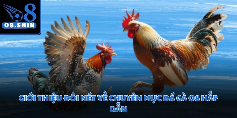 Trận đấu kịch tính giữa các chiến kê hùng mạnh diễn ra liên tục mỗi ngày
