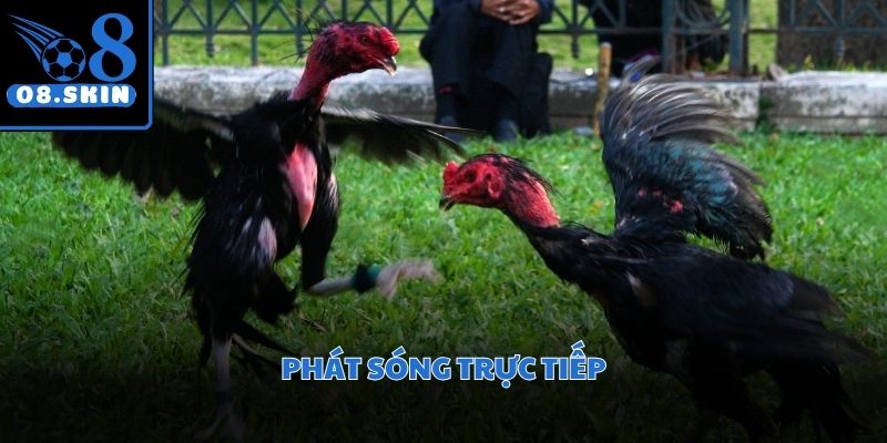 Hình ảnh sắc nét giúp người xem cảm nhận chân thực không khí tại trường gà