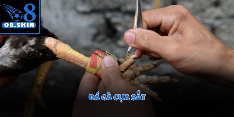 Chiến kê sử dụng cựa sắt thiết kế đặc biệt giúp gia tăng sức mạnh
